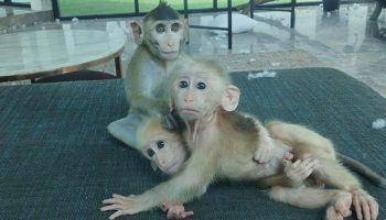 Французу предъявлено обвинение в незаконном хранении детенышей макак