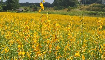 Цветочные поля: туристы стекаются посмотреть на солнечную коноплю Фаяо