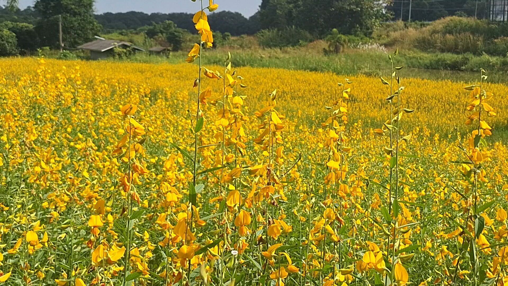 Цветочные поля: туристы стекаются посмотреть на солнечную коноплю Фаяо