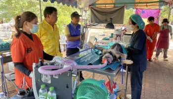 Pattaya City и Soi Dog предлагают стерилизацию бездомных собак на острове Лан