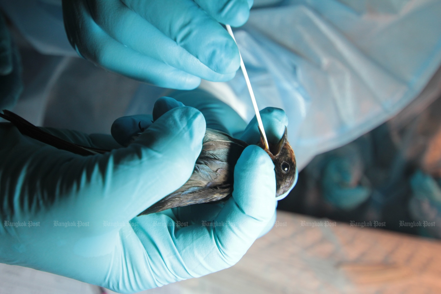 Активизировался эпиднадзор за птичьим гриппом