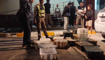 В Чумпхоне арестован контрабандист с 200 экзотическими индонезийскими животными