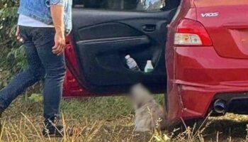 Выгул собаки в Кхао Яй может обойтись владельцу в штраф в размере 20 000 бат