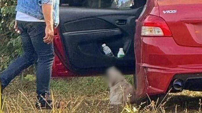 Выгул собаки в Кхао Яй может обойтись владельцу в штраф в размере 20 000 бат