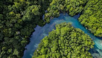 Генетическое сохранение мангровых экосистем Таиланда