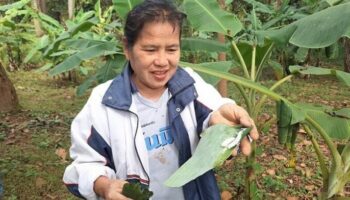 Гусеницы на банановых листьях привносят изюминку в провинцию Пхаяо