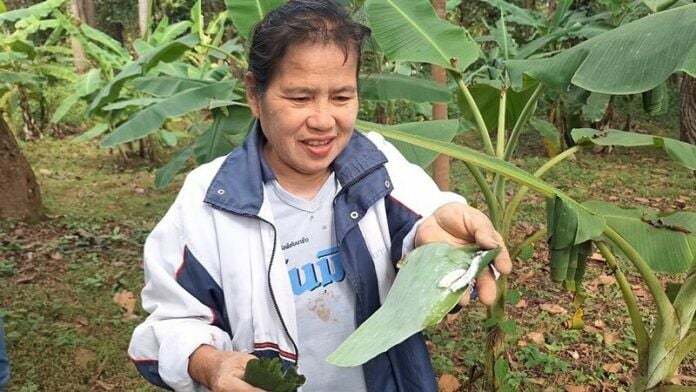 Гусеницы на банановых листьях привносят изюминку в провинцию Пхаяо