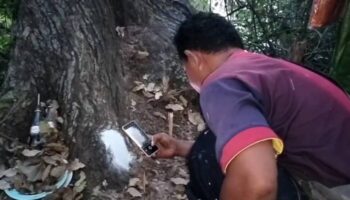 Жители деревни надеются на удачу в лотерее, наблюдая за вековыми деревьями Такиан