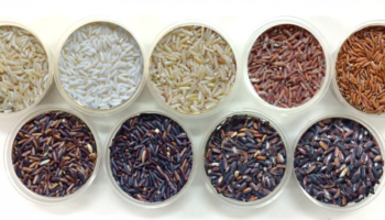 Зерно истины: Таиланд опережает Азию в гонке за урожайностью риса