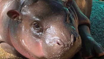 Зоопарк уверяет поклонников, что Му Дэн не ел папиросную бумагу