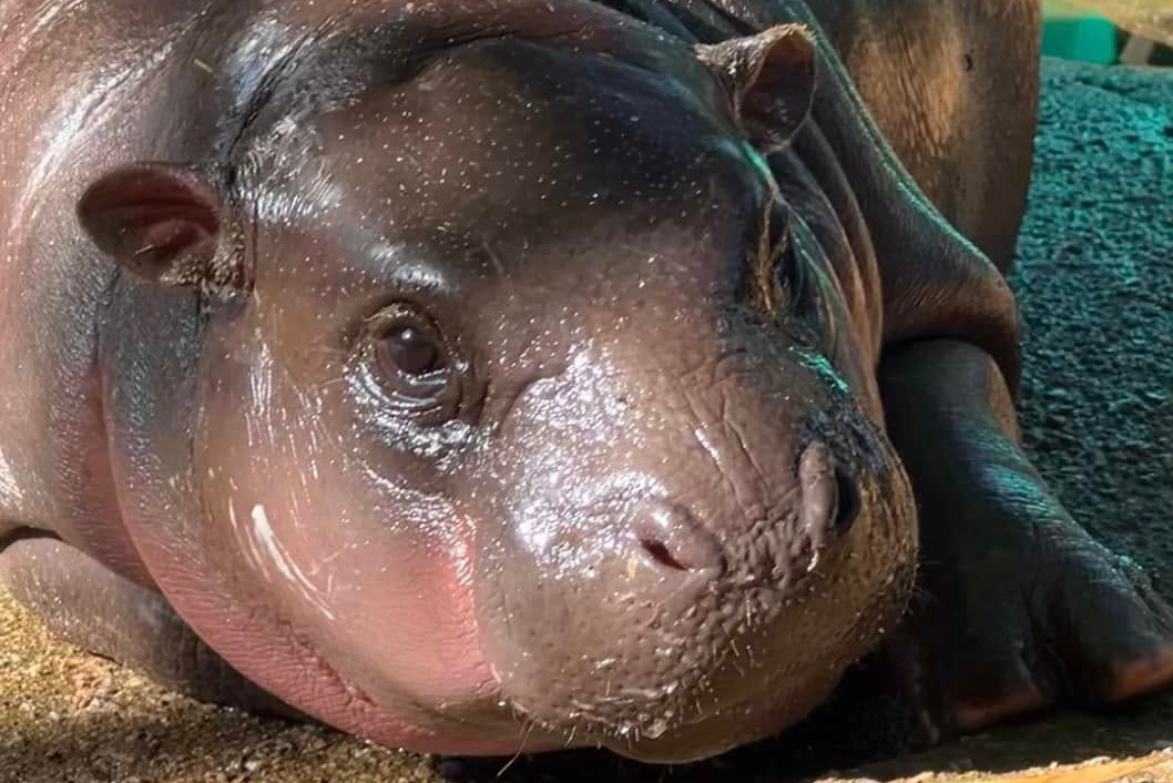 Зоопарк уверяет поклонников, что Му Дэн не ел папиросную бумагу