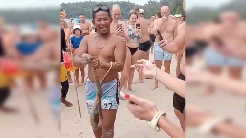 Кобра вызывает шипение на пляже Ката на Пхукете (видео)