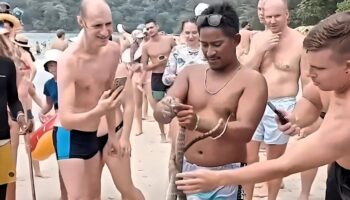 Кобра с пляжа Ката оказалась не опасным для человека полозом