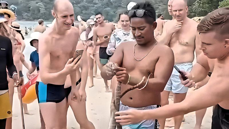 Кобра с пляжа Ката оказалась не опасным для человека полозом