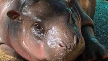 Му Дэн не пострадал из-за ткани, оброненной обезьяной, сообщает зоопарк (видео)