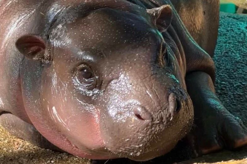 Му Дэн не пострадал из-за ткани, оброненной обезьяной, сообщает зоопарк (видео)