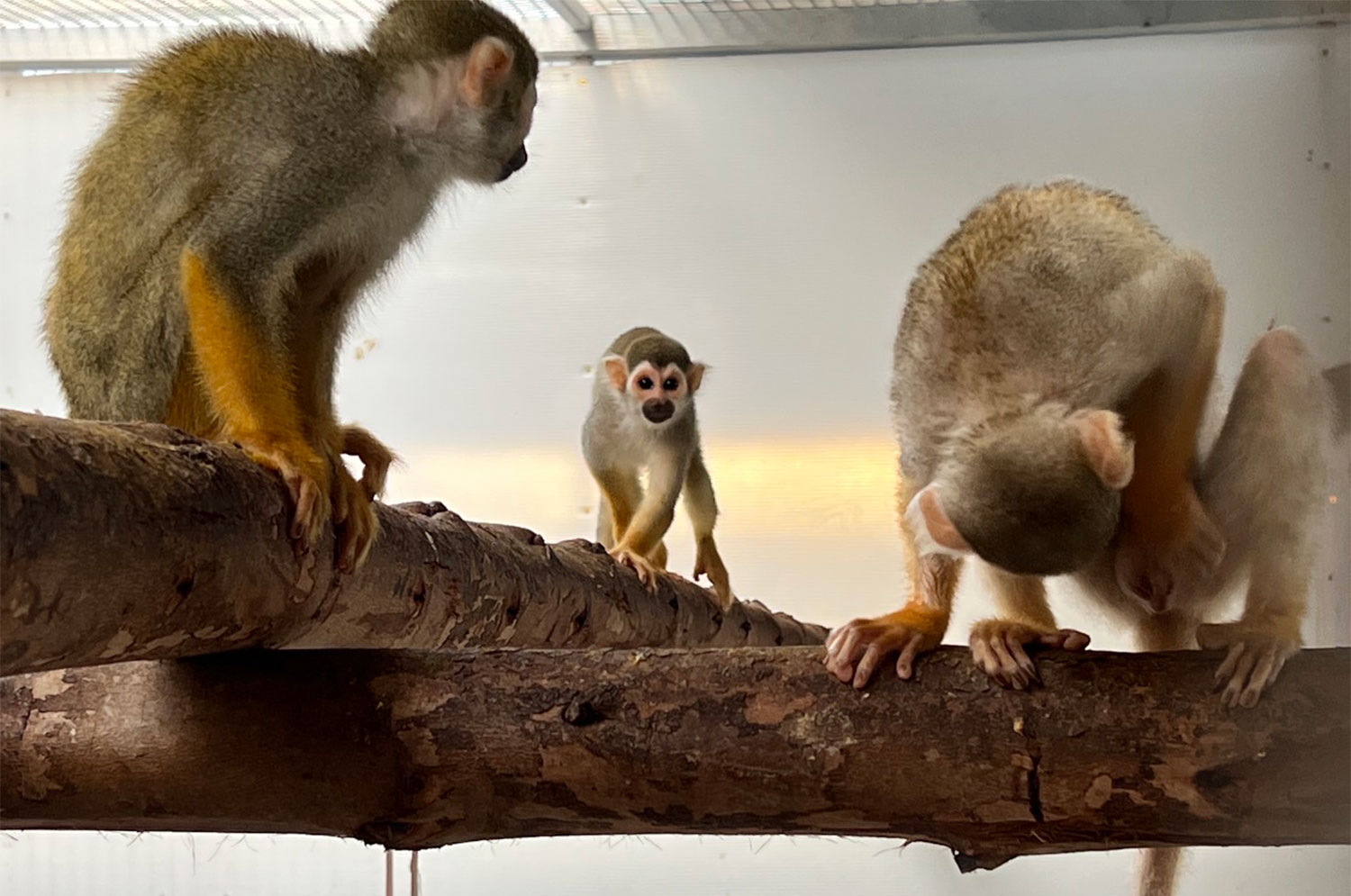 Мужчина из Ратчабури был пойман с 50 редкими экзотическими животными