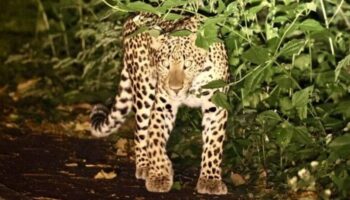 Наблюдение за леопардом поражает туристов в национальном парке Каенг Крачан