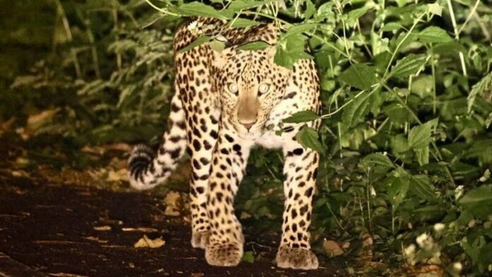 Наблюдение за леопардом поражает туристов в национальном парке Каенг Крачан