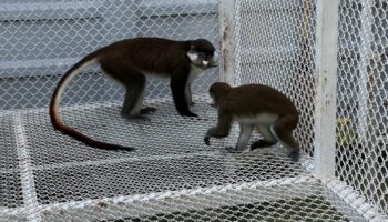 Незаконная торговля дикими животными была раскрыта в ходе рейда на роскошный дом в Ратчабури