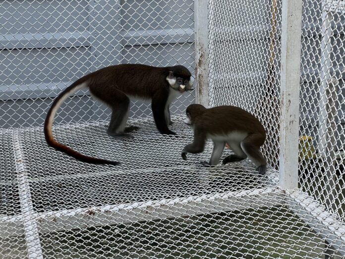 Незаконная торговля дикими животными была раскрыта в ходе рейда на роскошный дом в Ратчабури