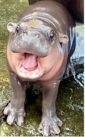 От славы бегемота до скандалов: незабываемый 2024 год в Таиланде