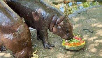 Открытый зоопарк Кхао Кхео дарит животным рождественские подарки