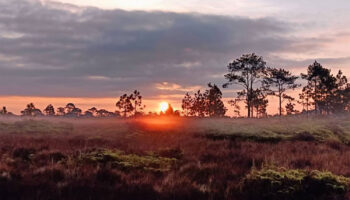 Парк вновь откроется после нападения слона со смертельным исходом