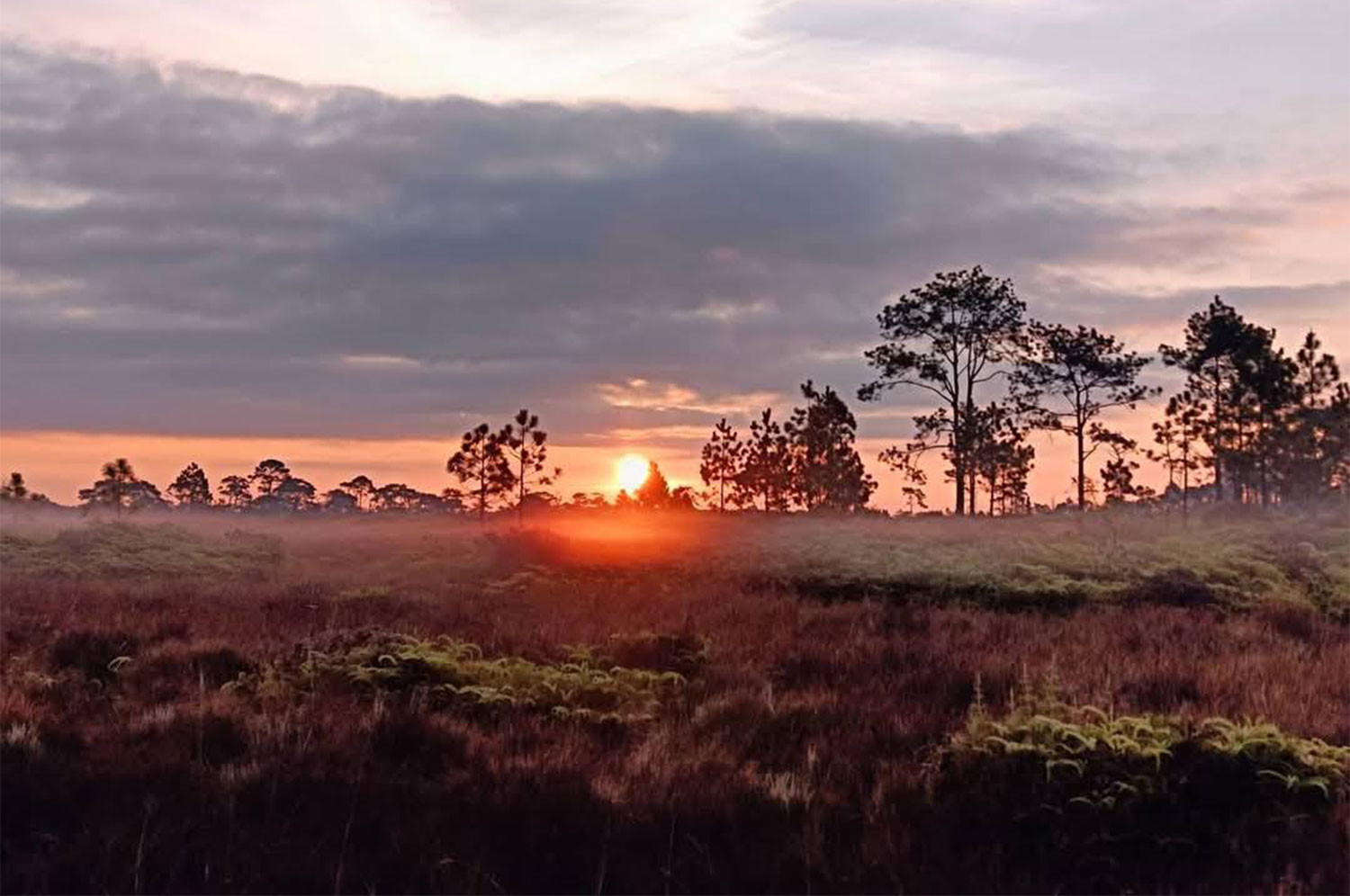 Парк вновь откроется после нападения слона со смертельным исходом