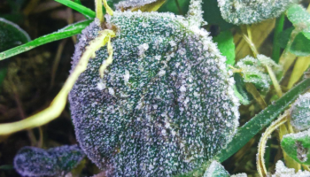 Первые заморозки на Дои Интанон