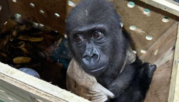 Попытка контрабандного ввоза гориллы в Таиланд пресечена