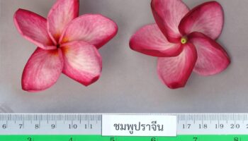 Прачин Бури выпускает новый сорт цветов франжипани