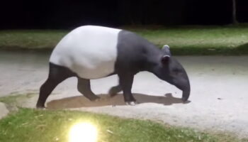 Редкого тапира видели в парке Каенг Крачан