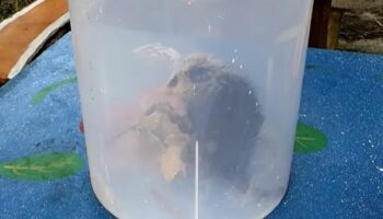 Тайская женщина нашла редкую лунную крысу на канале южного Таиланда (видео)