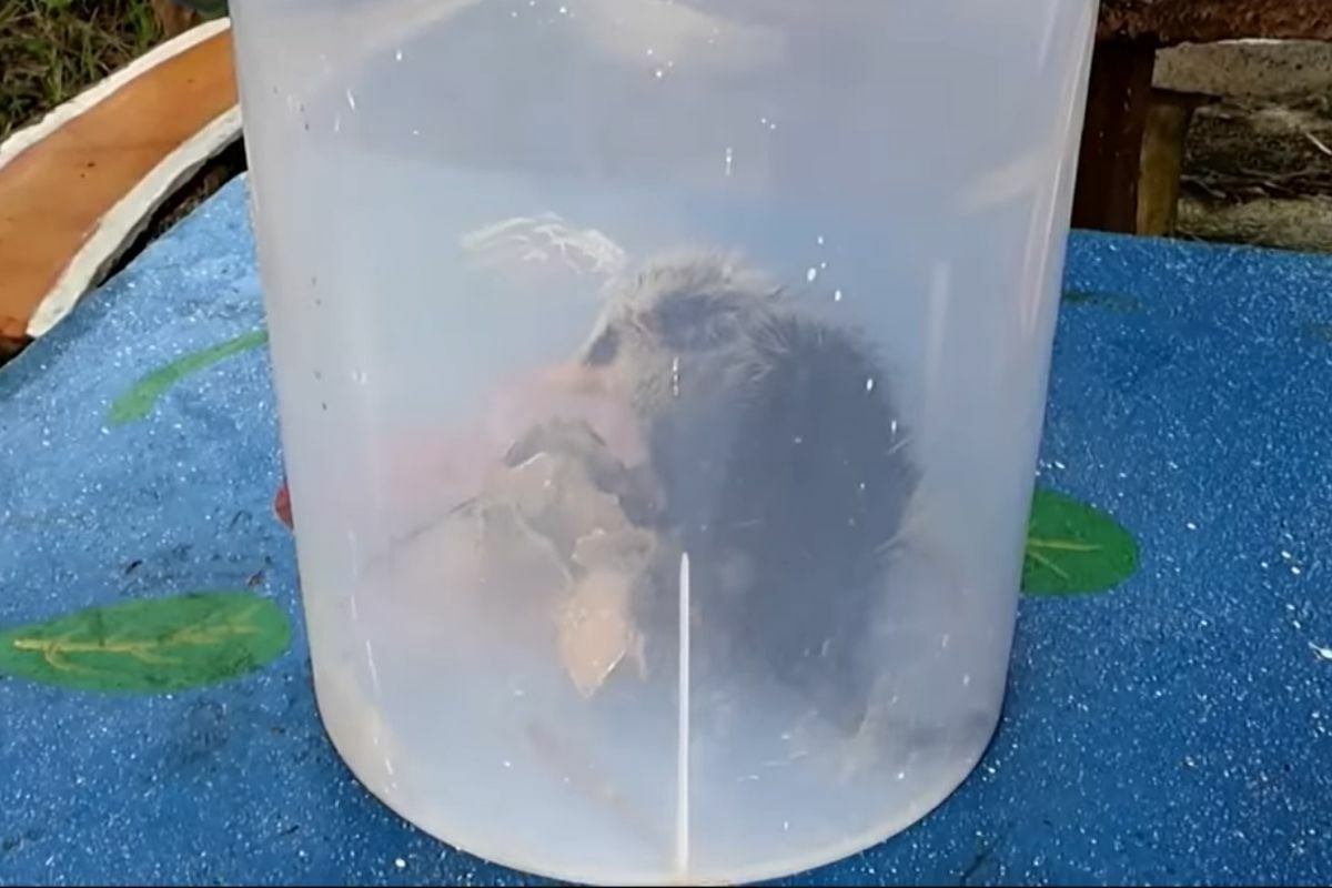 Тайская женщина нашла редкую лунную крысу на канале южного Таиланда (видео)