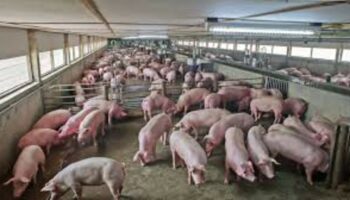 Тайские свинофермы сталкиваются с риском закрытия из-за кризиса переизбытка свинины