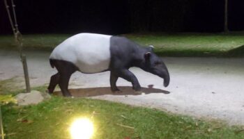 Тапир вышел к людям в нацпарке Кэнг-Крачан