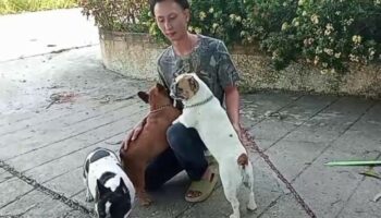 Французский бульдог пропал в Утай Тани, за него назначена награда (видео)