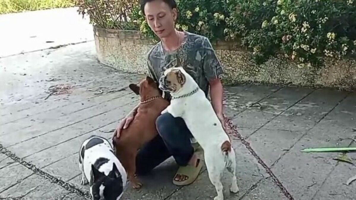 Французский бульдог пропал в Утай Тани, за него назначена награда (видео)