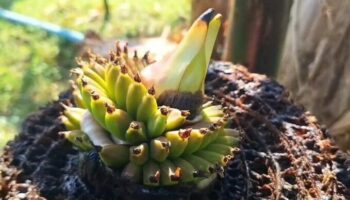 Банановое растение в Пхаяо вызывает ажиотаж лотереи благодаря уникальному бутону