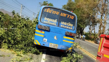 Девять человек пострадали в результате падения незаконно срубленного дерева на автобус