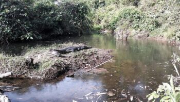 Крокодил и трепет: Редкие сиамские крокодилы вселяют надежду на сохранение