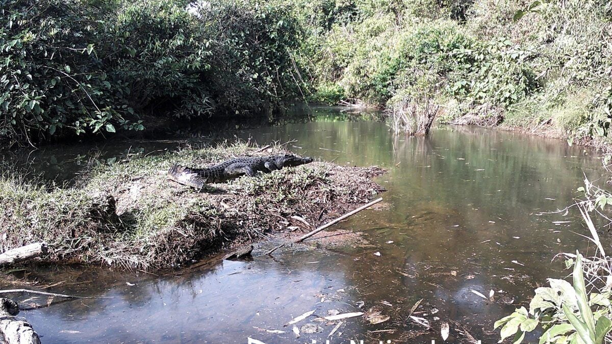 Крокодил и трепет: Редкие сиамские крокодилы вселяют надежду на сохранение