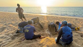 Новую кладку черепашьих яиц нашли к северу от Пхукета