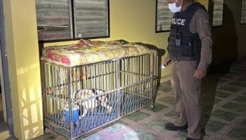 Питбуль до смерти растерзал монаха во время ужасного нападения на храм в Нонтхабури