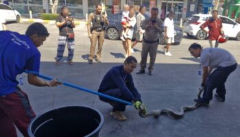 Питона поймали на заправке в Чалонге