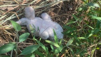 Поиски на рисовом поле становятся все более мрачными, поскольку в Сисакете найдено тело маленькой девочки