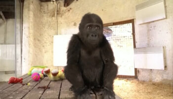 Поймать контрабандистов горилл оказывается непросто