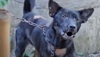 Собака забила хозяина до смерти