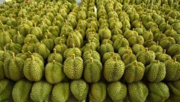 Таиланд усиливает проверки на экспорт дуриана после запрета Китая